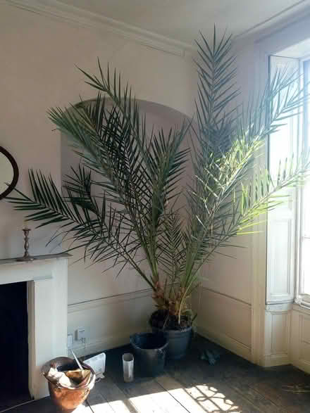 Photo of free Date Palm - large (Highbury N5) #1