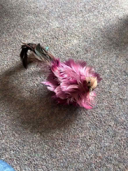Photo of free Clip on bird ornament (Funtley PO17) #4
