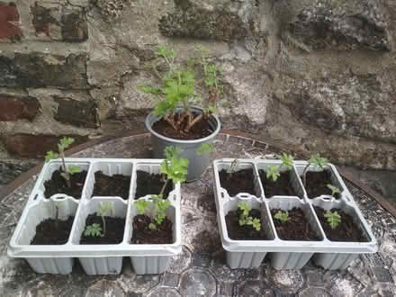 Photo of free Lemon geranium (Dublin central) #2