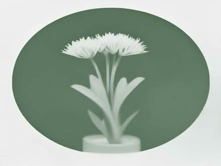 Photo of Allium (Orchard Park CB4) #1