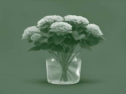Photo of Hydrangea flower heads (Burscough Bridge L40) #1