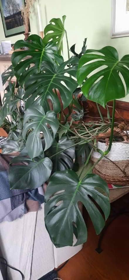 Photo of free Large monsteria house plant (Stroud central GL5) #1