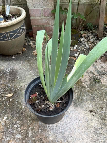 Photo of free Iris plant (Westbury Wilts BA13) #1