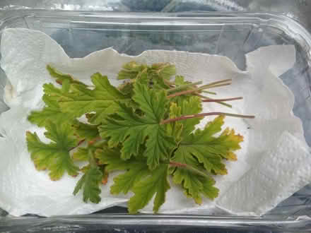 Photo of free Lemon geranium (Dublin central) #1