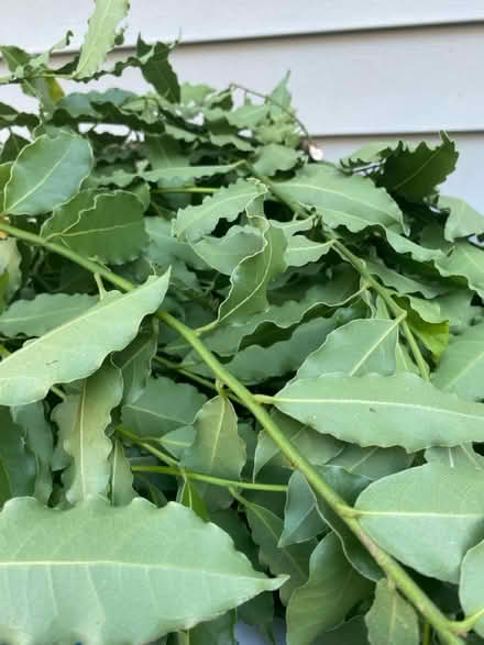 Photo of free Bay leaves (Greenwood) #1