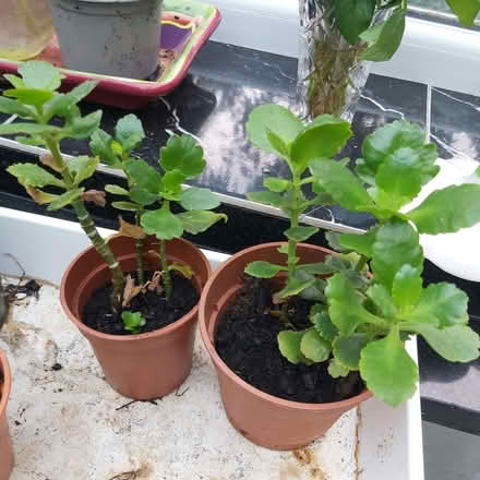 Photo of free Indoor Plants (Blackhall EH4) #3