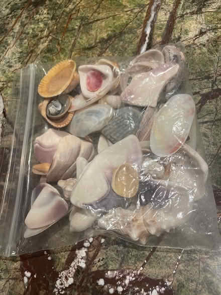 Photo of free Bag of decorative shells (DC side of Warrenton) #1
