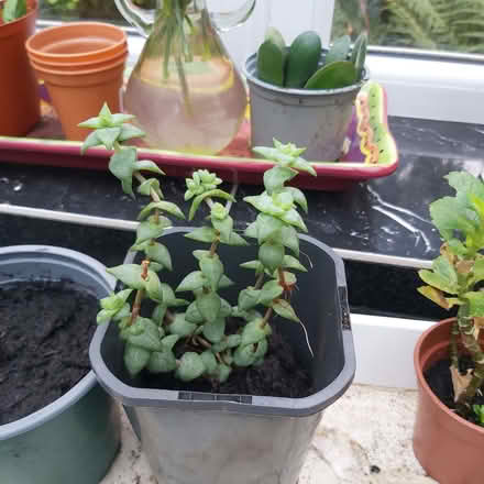 Photo of free Indoor Plants (Blackhall EH4) #2
