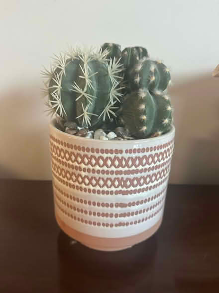 Photo of free Artificial cacti (Burlington) #1