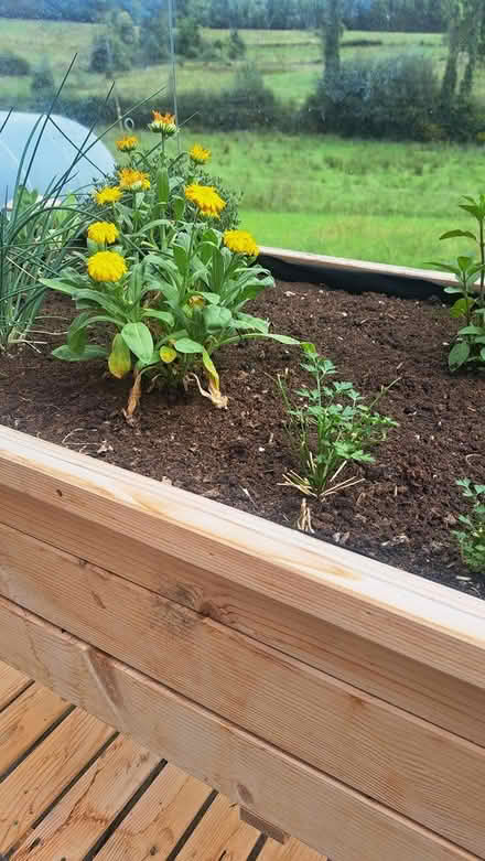 Photo of free Vegetable plantar (Belturbet) #3