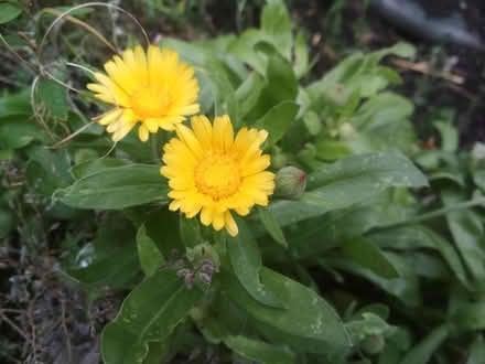 Photo of free Fresh Seeds (Dublin central) #2