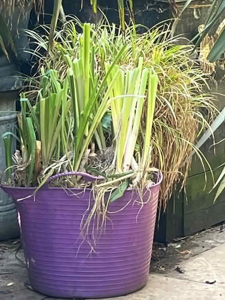 Photo of free Pond iris colour yellow (Ct179et) #1