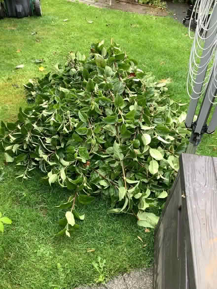 Photo of free Apple tree prunings (Caton LA2) #1