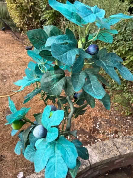 Photo of free Artificial fig tree (Thatcham RG19) #2