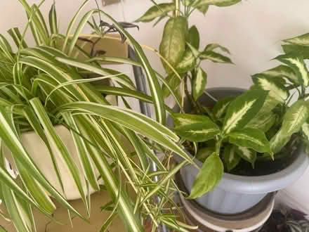 Photo of free House plants (Lowestof) #1