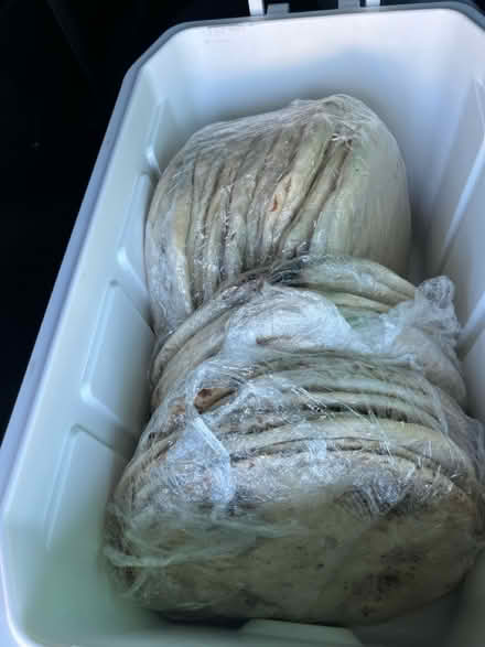 Photo of free Par baked pizza crusts (Millsmont/Seminary) #1