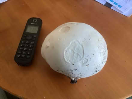 Photo of free Large edible Puffball Mushroom (Grange of Lindores KY14) #1