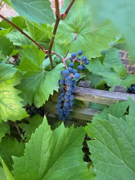Photo of free winemaking grapes (Chesham HP5) #3