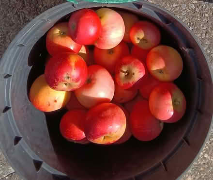 Photo of free Windfall apples bruised marked etc but still tasty ... (Westbury Fields BS9) #1