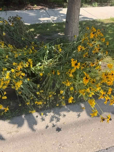 Photo of free Black-eyed susans curb alert (Bensenville) #2