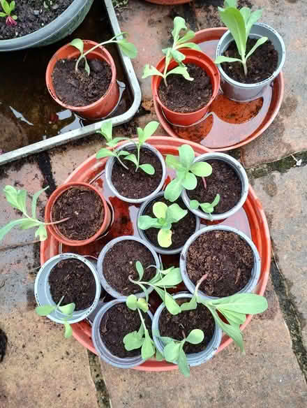 Photo of free Ceri the Garden Plant (Bratton) #1