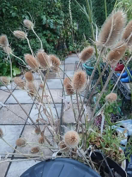 Photo of free Dried teasels, Dipsacus (Hereford City Centre HR1) #1