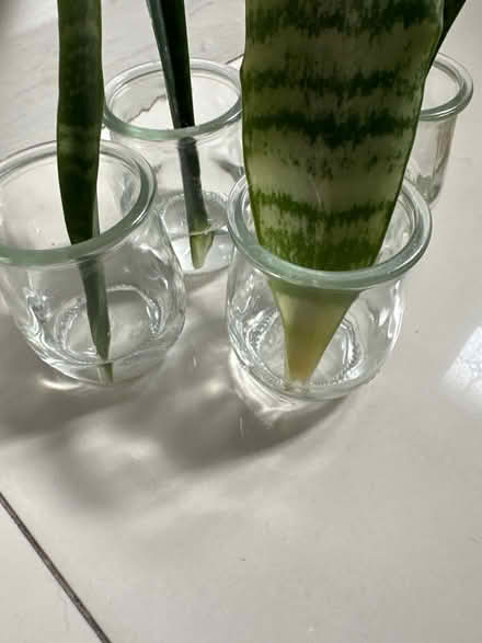 Photo of free Sanseveria cuttings/leaves (CO4 9 Colchester) #2