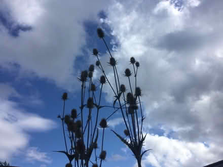 Photo of free Teazle and honesty seedhead bunches (Allithwaite LA11) #2
