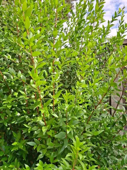 Photo of free Branches of myrtle for flower arranging (Lightwater GU18) #2