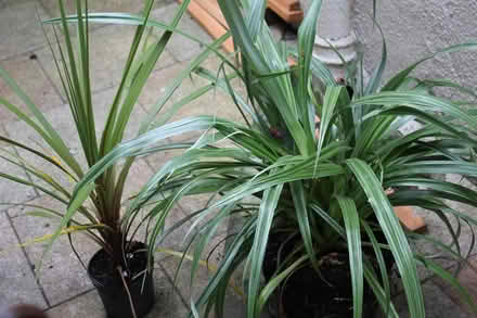 Photo of free 2 healthy plants (Bray Seafront) #1
