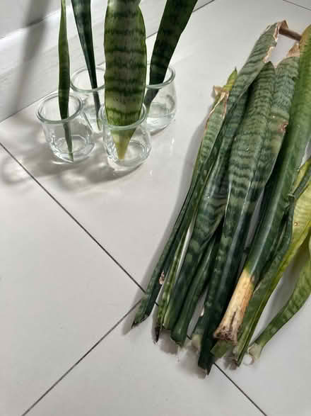 Photo of free Sanseveria cuttings/leaves (CO4 9 Colchester) #1