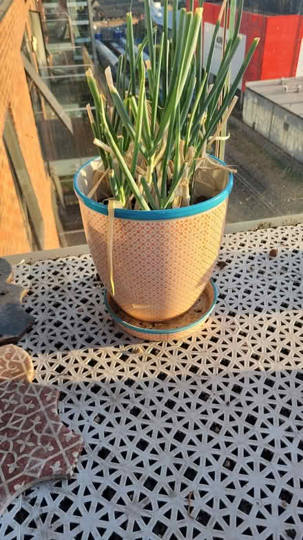 Photo of free Plant/Compost Clearance (Bow E3) #3