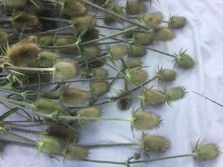 Photo of free Teazle and honesty seedhead bunches (Allithwaite LA11) #1