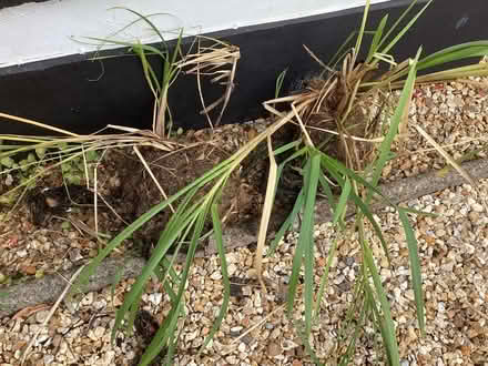 Photo of free Pond flag iris (Charminster BH8) #1