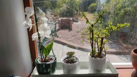 Photo of Plants, garden ornaments (Southport PR8) #1