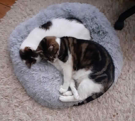 Photo of free Pet bed (Brixton Hill SW2) #1