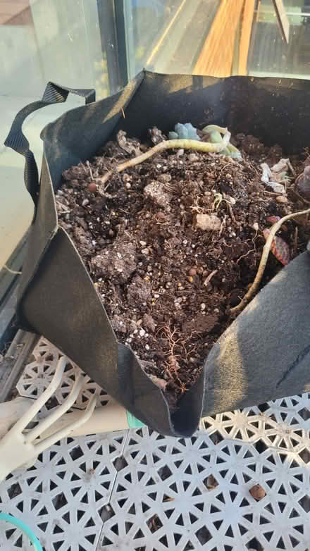 Photo of free Plant/Compost Clearance (Bow E3) #1
