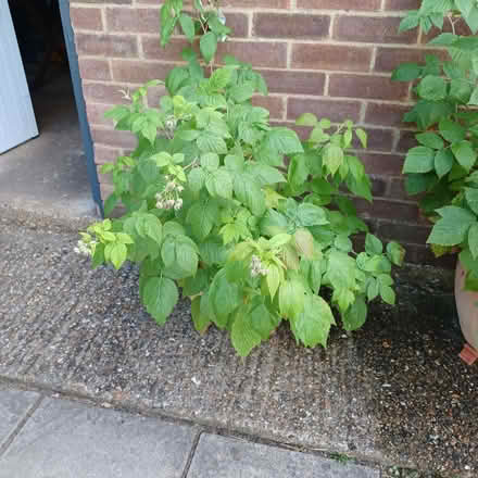 Photo of free raspberry plant (Datchet SL3) #1