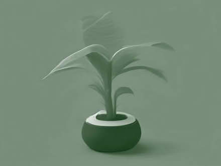 Photo of free Palm tree seedlings (Havant PO9) #1