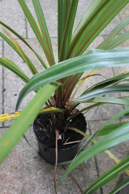 Photo of free 2 healthy plants (Bray Seafront) #3