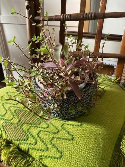 Photo of free 2 kinds of tradescantia in one pot (Pontypridd, CF37) #1