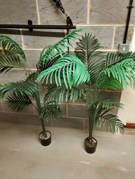 Photo of free 2 Artificial Palms (Wincobank S9) #1