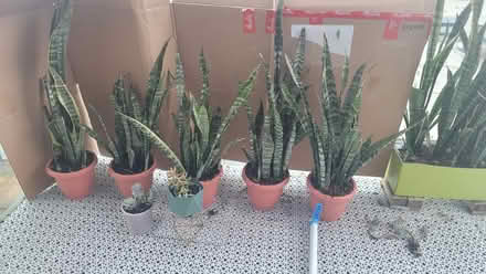 Photo of free Plant/Compost Clearance (Bow E3) #4