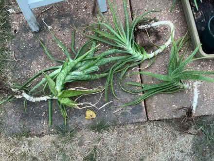 Photo of free Aloe Vera plants (Purley CR8) #1