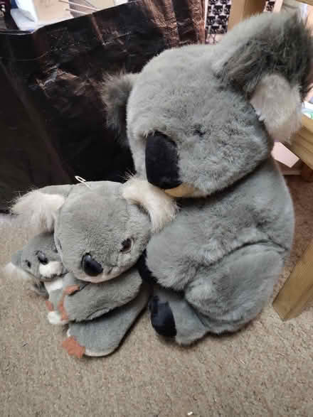 Photo of free Cuddly koalas (Donnington OX4) #1