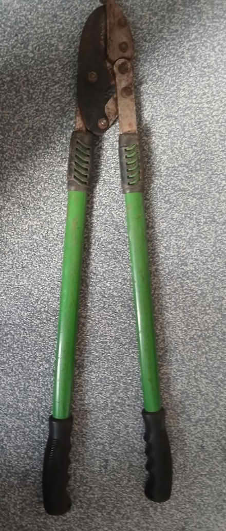 Photo of free Parrot beaks (St Michael's Road Cirencester) #1