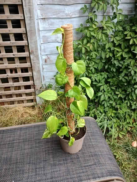Photo of free Climbing Houseplant (Bratton) #1