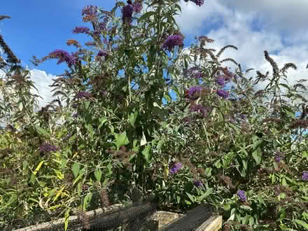 Photo of free Buddleia plant (Leasgill LA7) #1