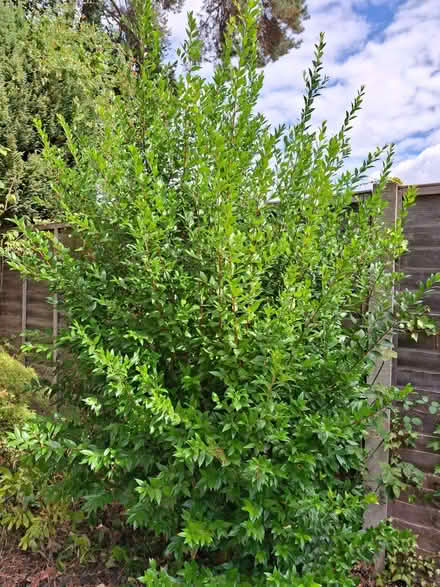 Photo of free Branches of myrtle for flower arranging (Lightwater GU18) #1