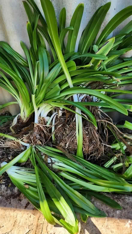 Photo of free Agapanthus Clumps (Thornlie) #1